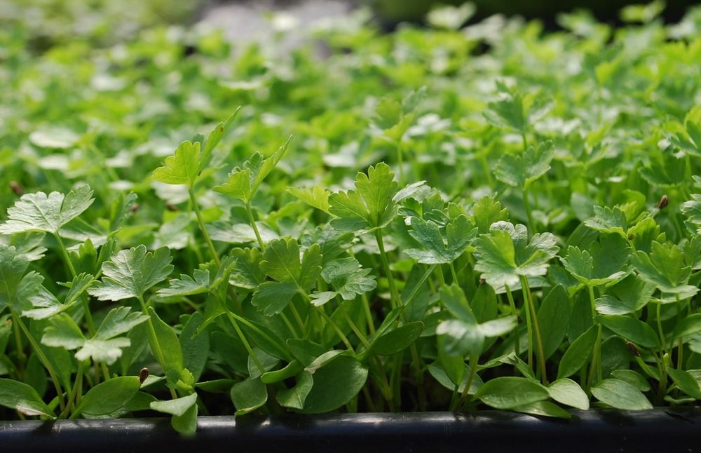 MicrogreensLA