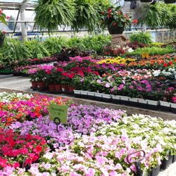 Turtle Creek Nursery Landscaping Nurseries Gardening 2449 Photo Of Turtle Creek Nursery Landscaping Owatonna Mn United States