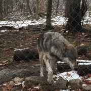 Lakota Wolf Preserve - 77 Photos & 54 Reviews - Zoos - 89 Mt Pleasant
