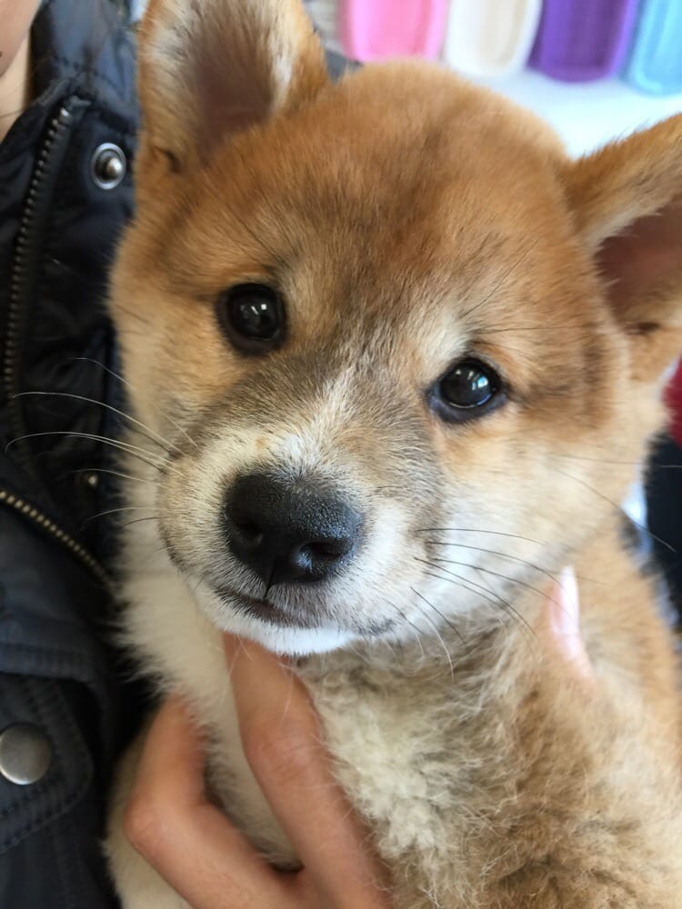 just puppies reviews just puppies 25 photos 19 reviews pet stores 1922 just puppies reviews just puppies 25 photos 19 reviews pet stores 1922