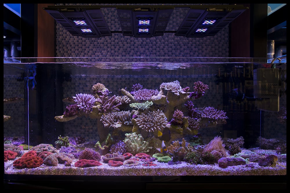 Sps Coral Store 19 Photos & 27 Reviews Pet Stores 1375 Foothill