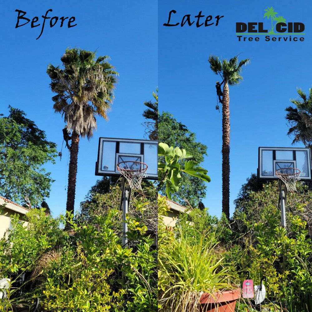 Del Cid Tree Service