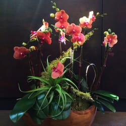 Photo Of Green Door Design Mill Valley Ca United States Phalaenopsis Arrangment Photo Of Green Door Design Mill Valley Ca United States Phalaenopsis Arrangment