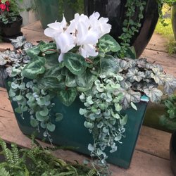 Summerwinds Nursery Cupertino 25 Photos 31 Reviews Nurseries Photo Of Summerwinds Nursery Cupertino Ca United States Cyclamen And