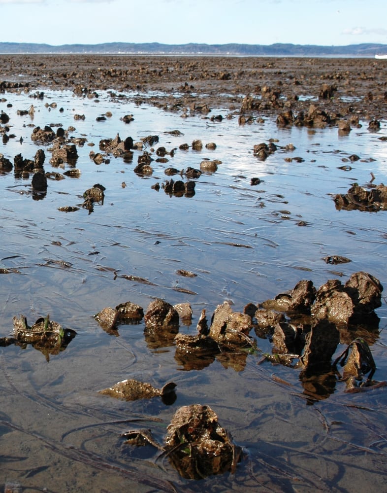 Goose Point Oysters 27 Photos & 20 Reviews Seafood Markets 7081