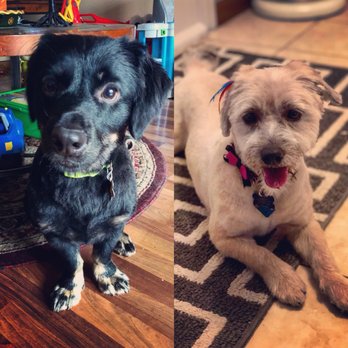 Dog Training Now Schaumburg Reviews Dog Training Now Schaumburg Reviews