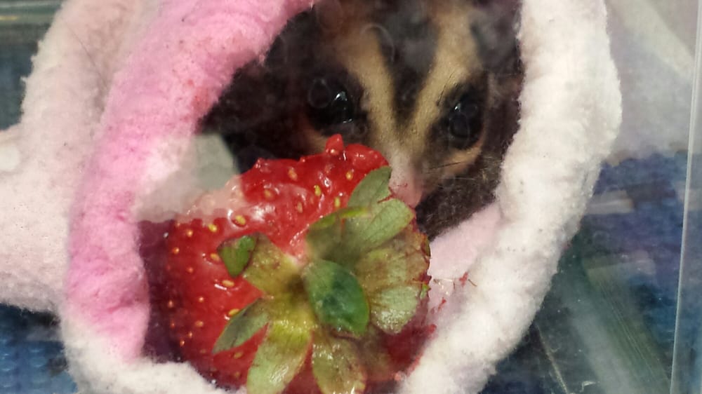 sugar glider eating a