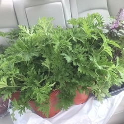 Photo Of Frank Otte Nursery \u0026 Garden Center - Louisville, KY, United States. Louisville Ky garden center louisville ky. Photo Of Frank Otte Nursery \u0026 Garden Center - Louisville, KY, United States. Louisville Ky