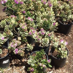 Southwest Wholesale Nursery Huntington Beach Ca Southwest Wholesale Nursery Huntington Beach Ca