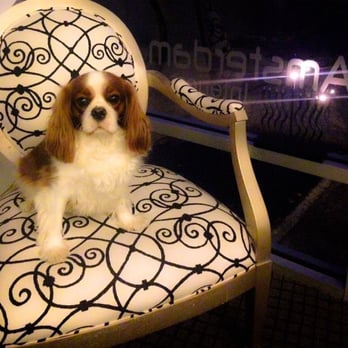 Best Friends Dog Grooming Brooklyn Ny Best Friends Dog Grooming Brooklyn Ny