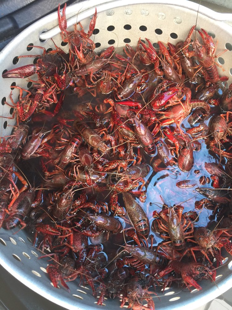 Swamp Daddy Crawfish