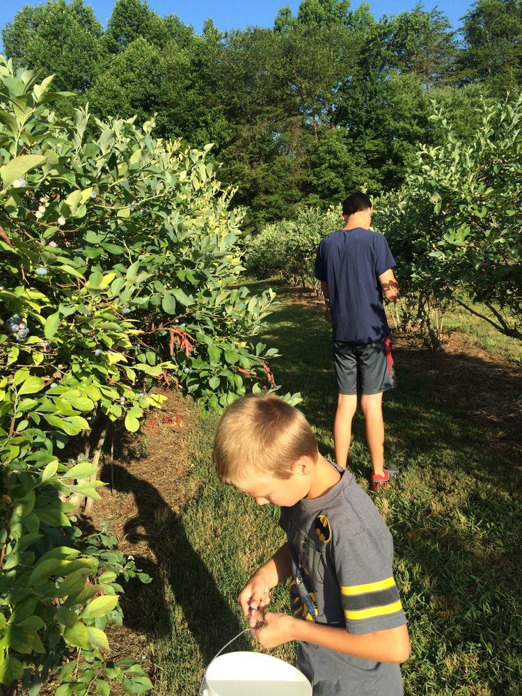Sprinkle's Blueberry Farm