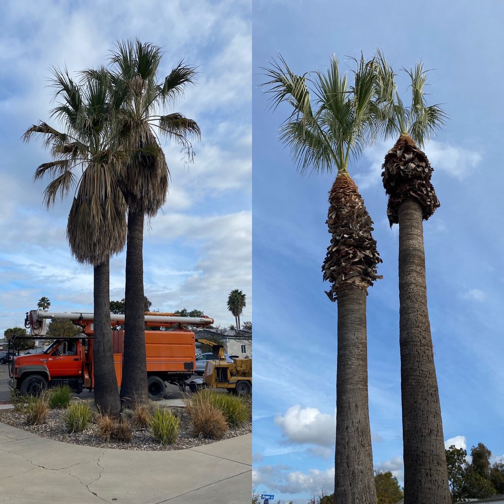The Tree Bros