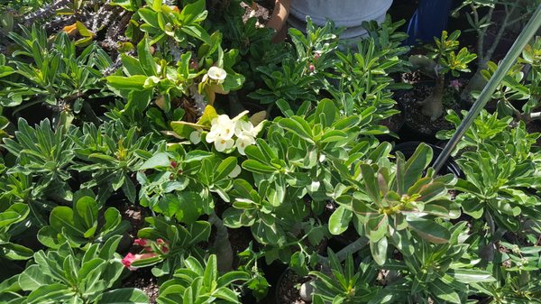 Jrn Nursery 2 11701 Alief Clodine Rd Houston Tx Nurseries Mapquest