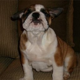 Dirty Paws Mobile Dog Grooming - CLOSED - Pet Groomers - 161 Southworth St, Milford, CT - Phone Dirty Paws Mobile Dog Grooming - CLOSED - Pet Groomers - 161 Southworth St, Milford, CT - Phone