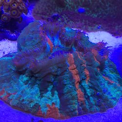 fish doctor 44 photos