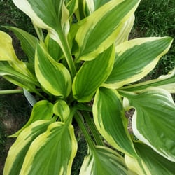 Behlmann Nursery Garden Center Closed Nurseries Gardening Photo Of Behlmann Nursery Garden Center Florissant Mo United States Fantabulous