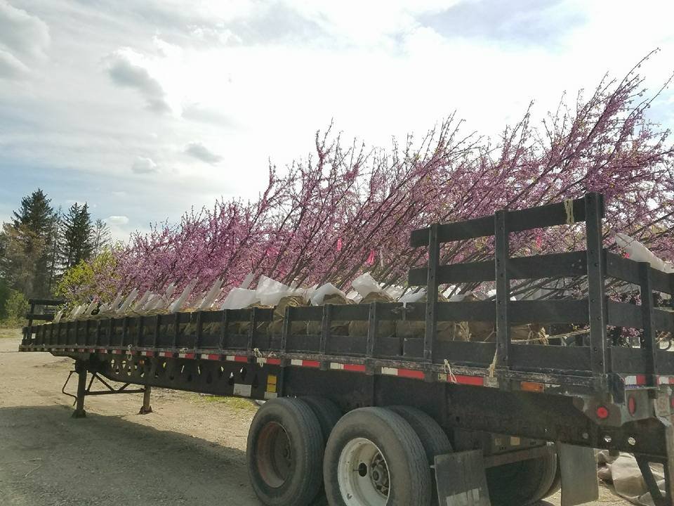 Bigelow Nurseries 13 Photos & 13 Reviews Nurseries & Gardening