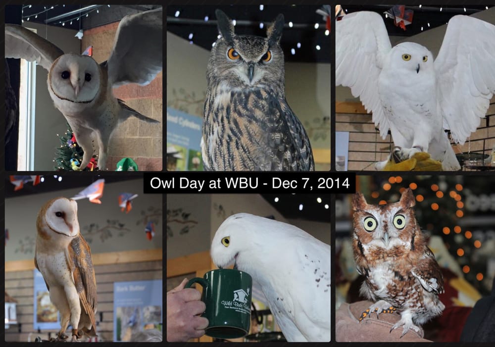 live owls at our annual holiday open house december yelp live owls at our annual holiday open house december yelp