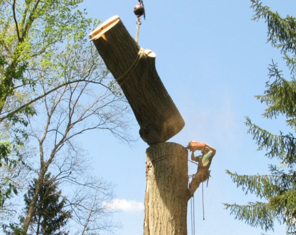 Trees Plus & DN Bobcat Services