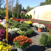 Countryview Farm Nursery Nurseries Gardening 599 Buckelew Ave Their Pumpkin Photo Of Countryview Farm Nursery Monroe Township Nj United States