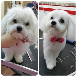 puppy club
