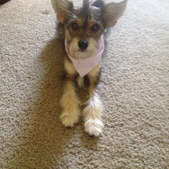 Best Friends Dog Grooming Vancouver Wa Best Friends Dog Grooming Vancouver Wa