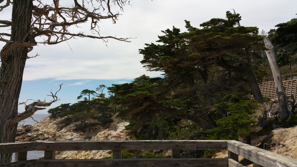 Carmel Ca Dog Friendly Camping Carmel Ca Dog Friendly Camping