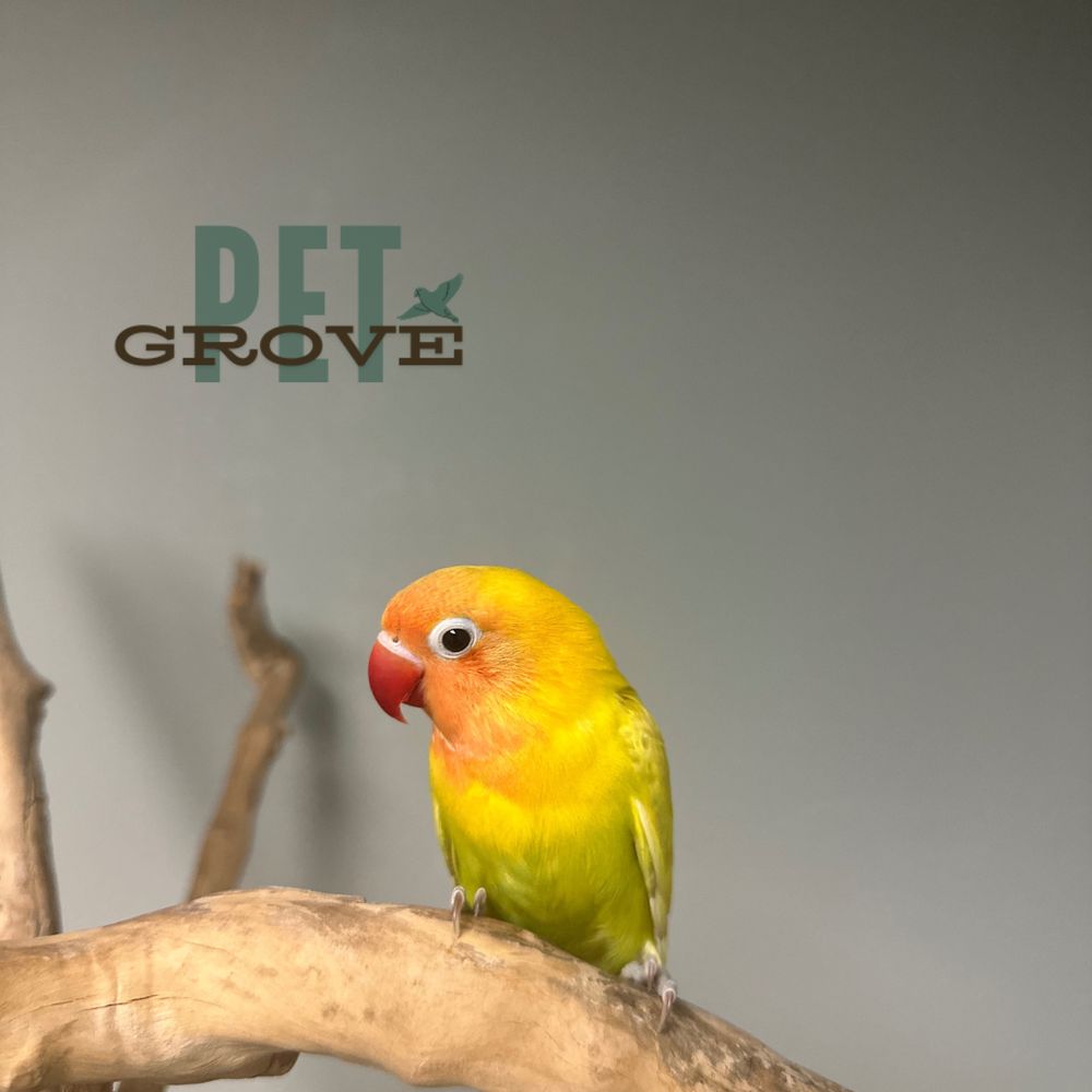 PetGrove Image