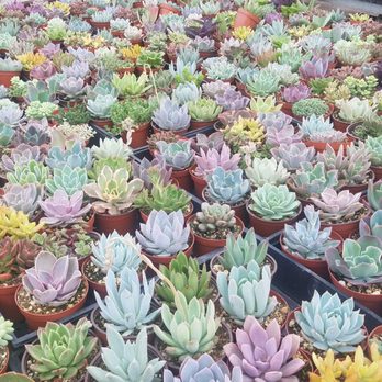 Martinez Nursery 109 Photos 93 Reviews Nurseries Gardening Photo Of Martinez Nursery Buena Park Ca United States No Filter Used
