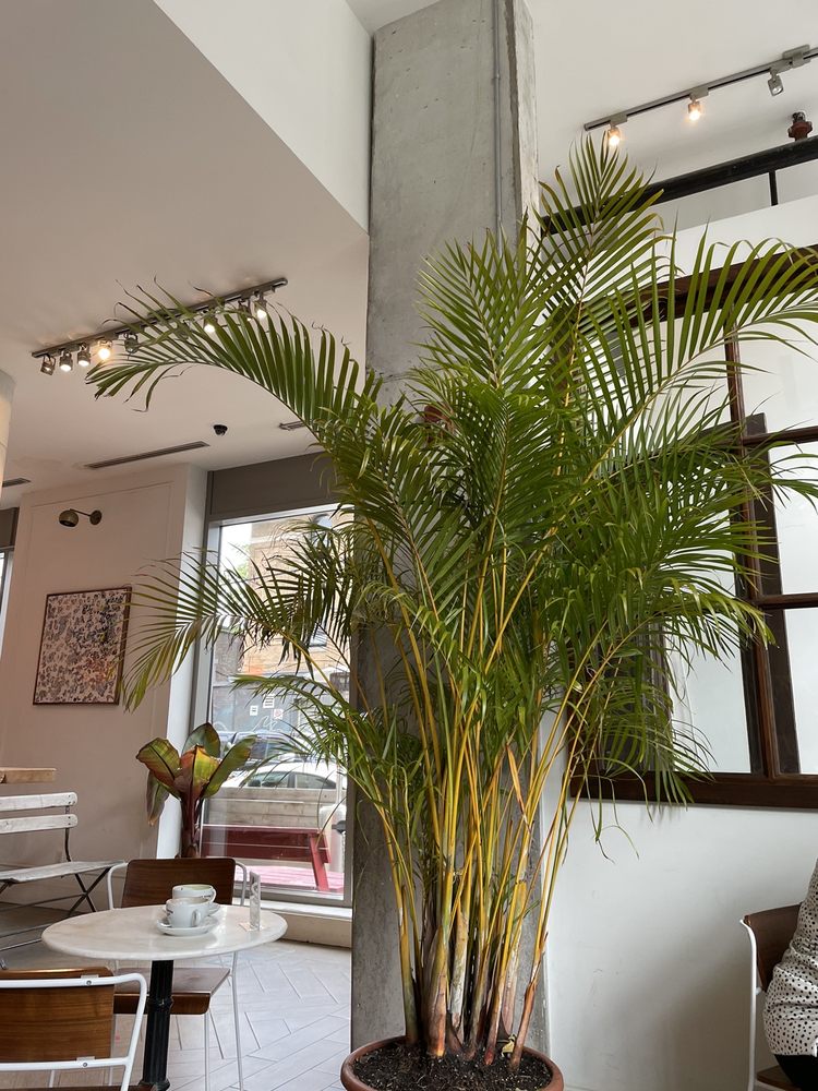 Dark Horse Espresso Bar