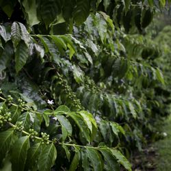 Green coffee bean supplement walmart picture 2