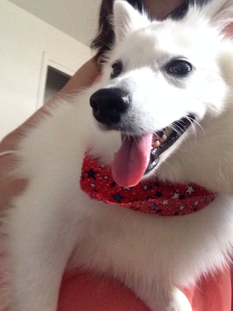 Doggie Styles Pet Groomers 1305 W Bloomfield Rd, Bloomington, IN