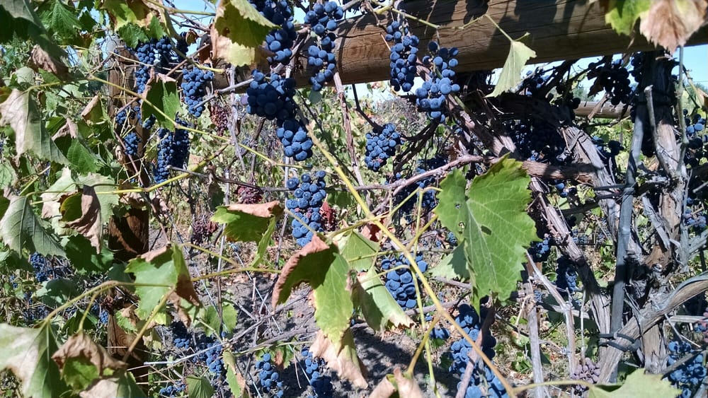 River Garden Winery