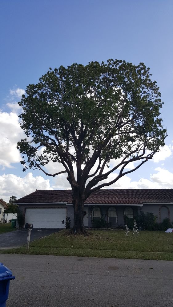 Coral Springs Tree
