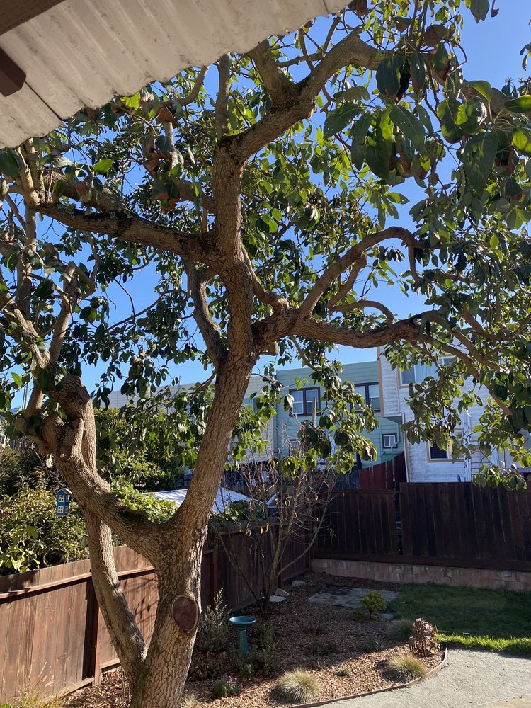 The Urban Arborist