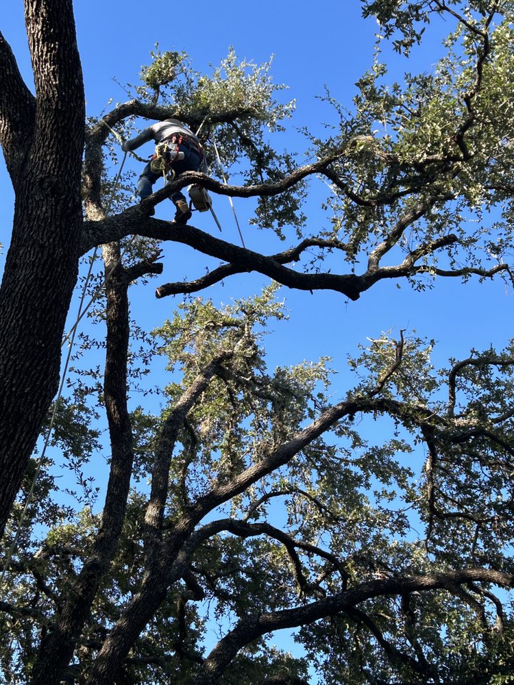 Joe's Tree Care