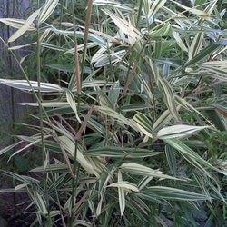 Llc In Nc >> Apex Bamboo Llc New 10 Photos Nurseries Gardening 1201 Llc In Nc >> Apex Bamboo Llc New 10 Photos Nurseries Gardening 1201