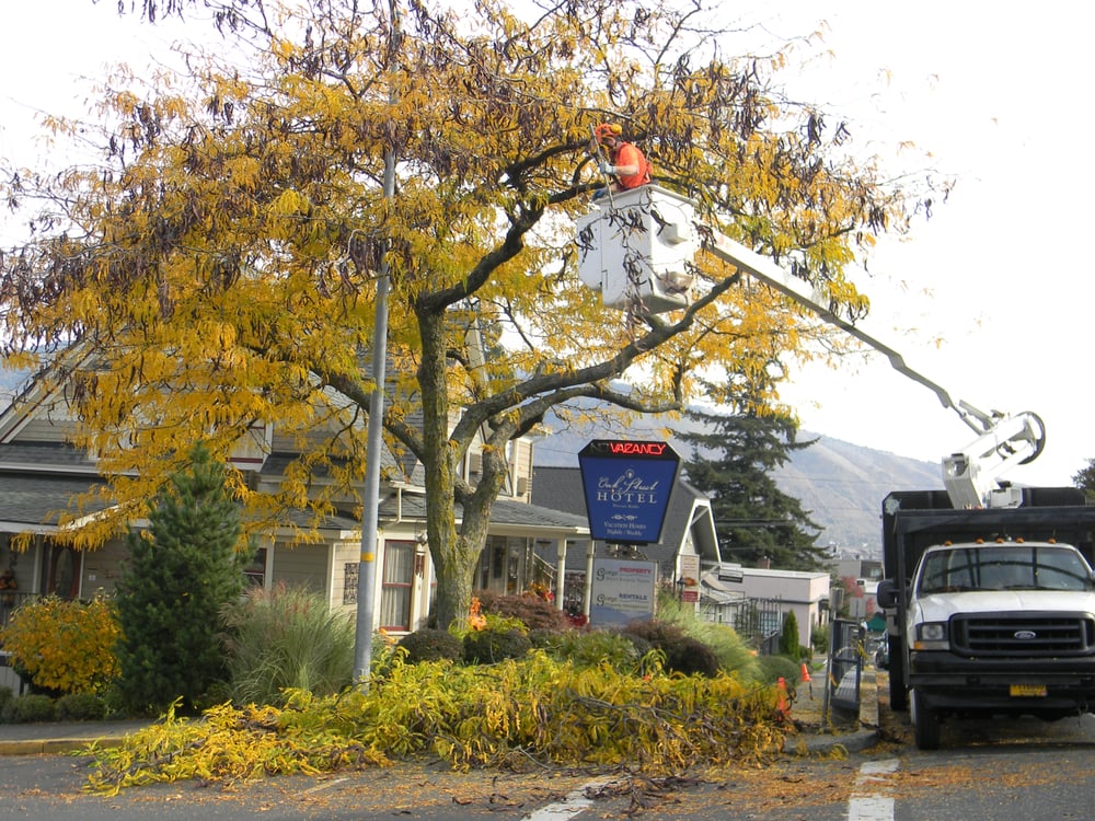 Thornless Honey Locust Pruning At The Oak St Hotel In Hood River Yelp Photo Of Gorge Tree Surgeon Hood River Or United States Thornless Honey