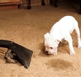 Carolina Restoration & Carpet Cleaning