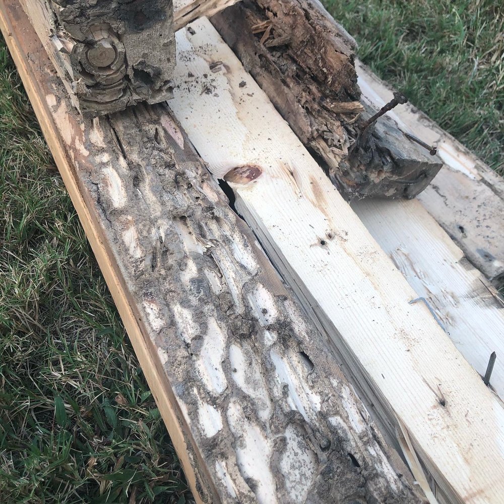 Hawk Mosquito & Pest