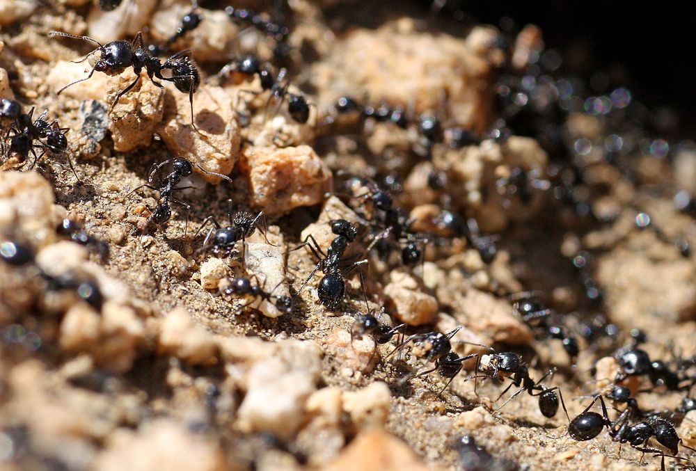 Longwood Pest Control