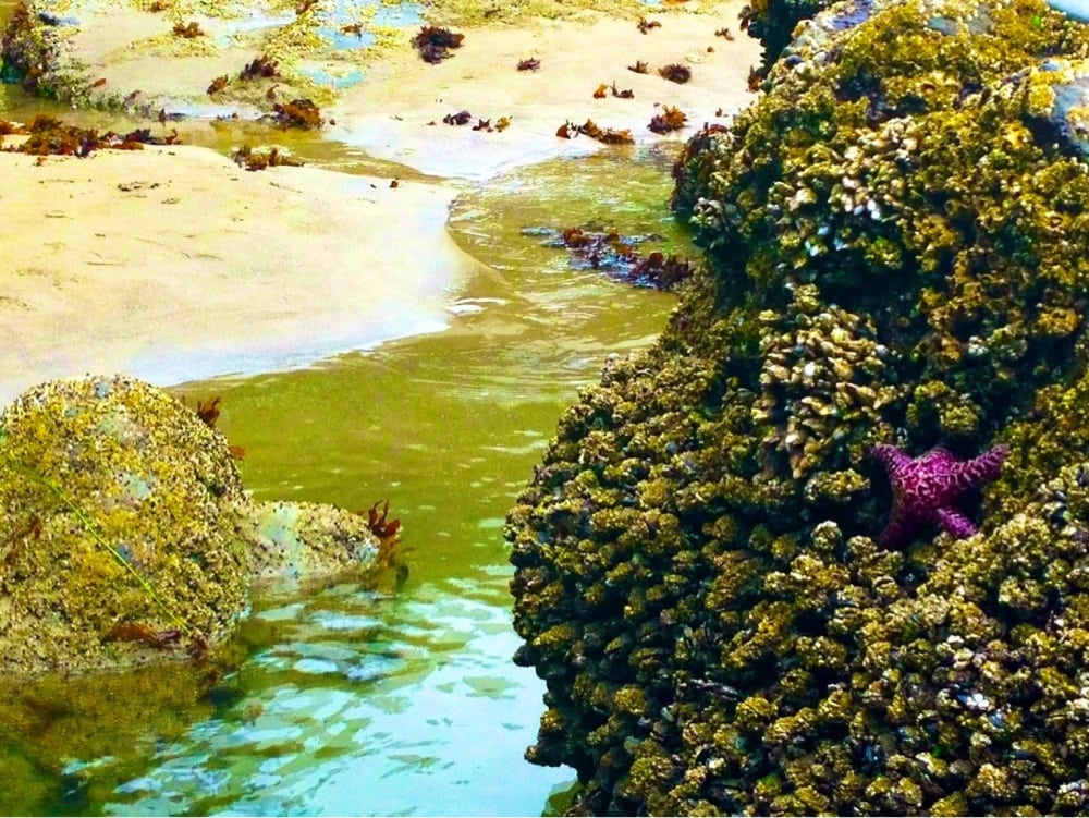 Short Sands Beach 35 Photos & 15 Reviews Swimming Pools N Hwy 101