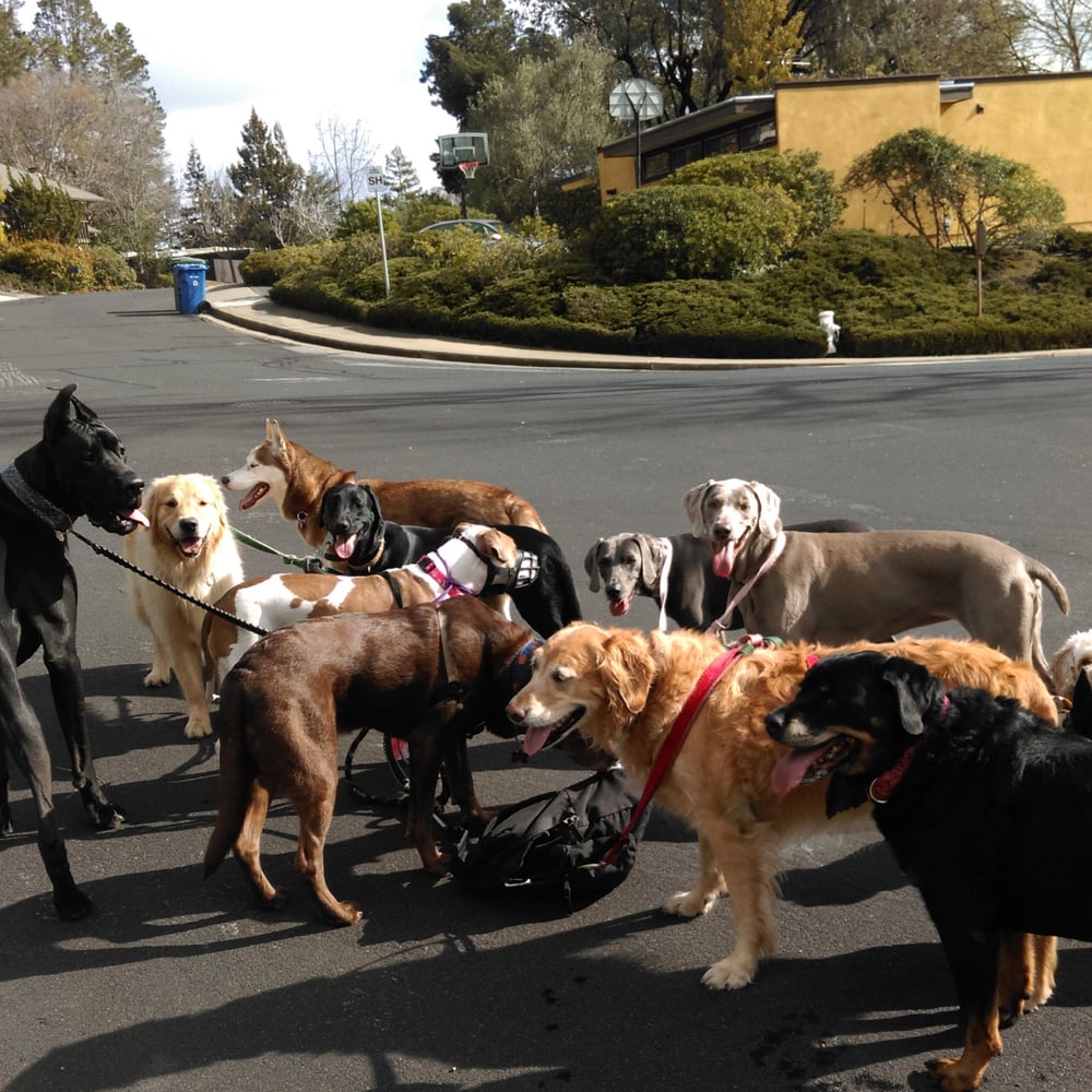 Kevin’s Dog Walking 58 Photos & 40 Reviews Pet Sitting Menlo Park