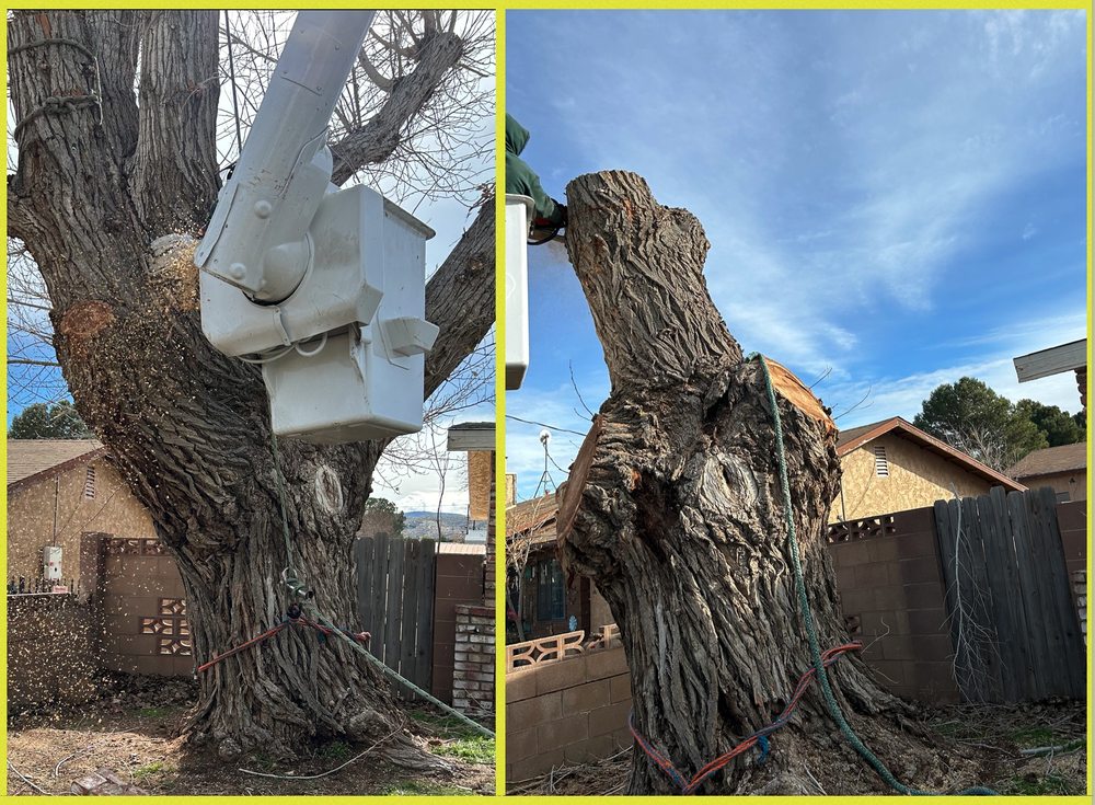 Tree Rite Arborists