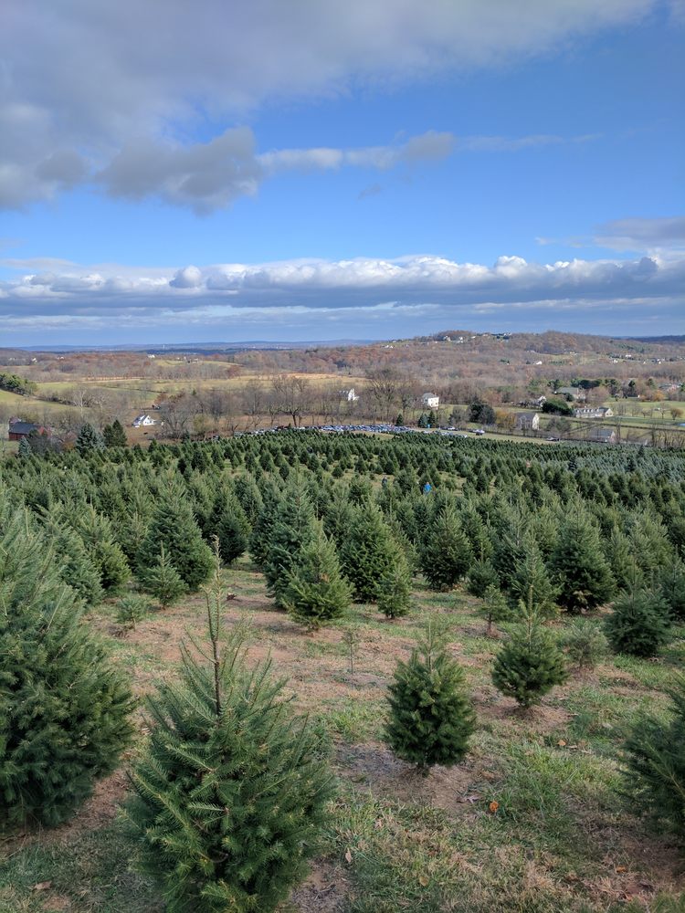Snickers Gap Christmas Tree Farm 59 Photos & 17 Reviews Christmas