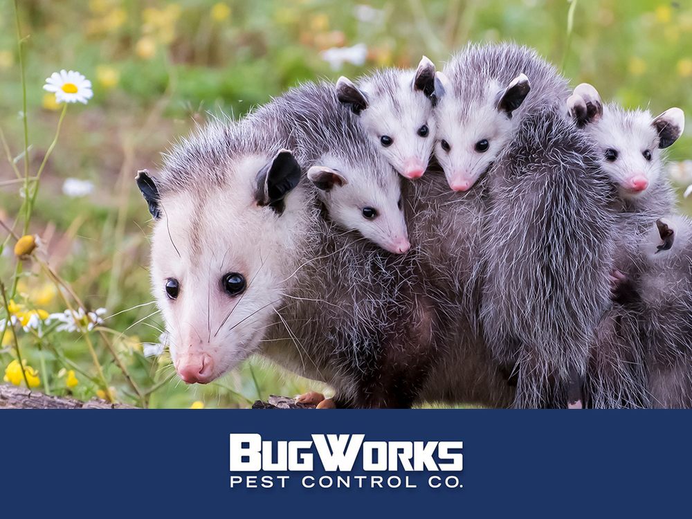 Bugworks Termite & Pest Control