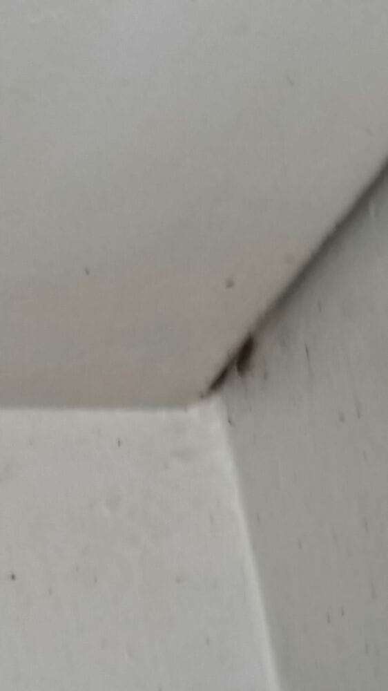 Laid to Rest Pest Control Service