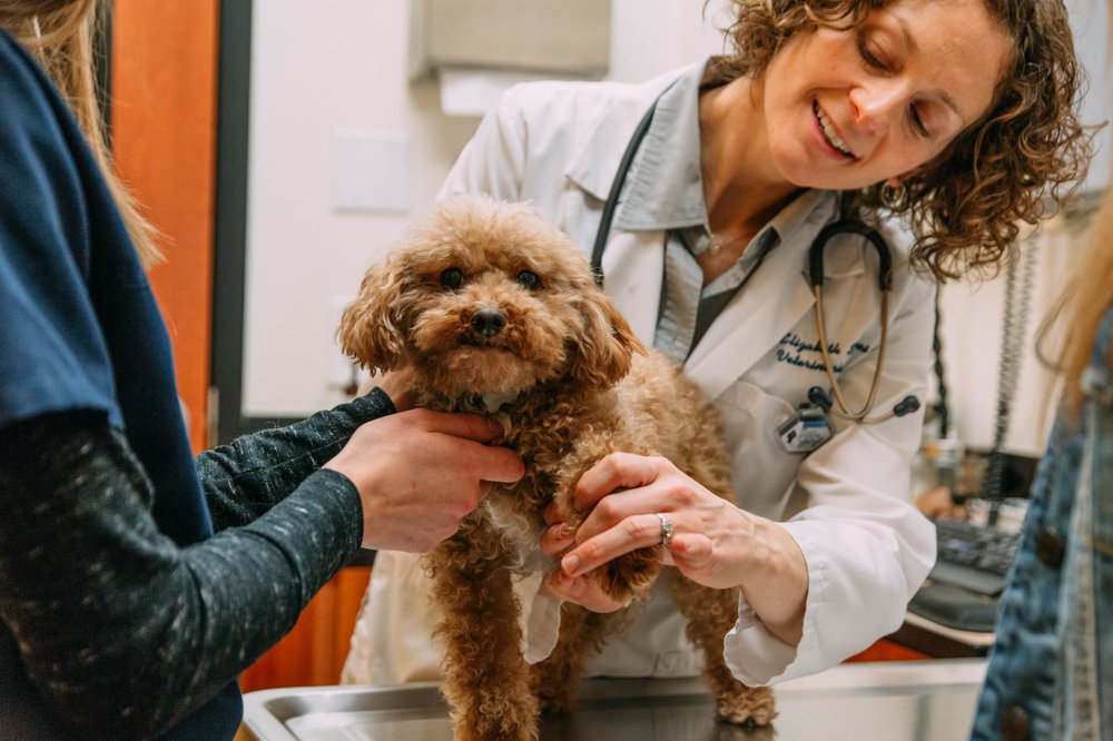 Banfield Pet Hospital 7290 W Bell Road Glendale Az 85308