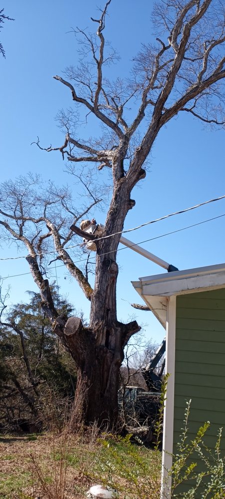 Mullins Tree Service